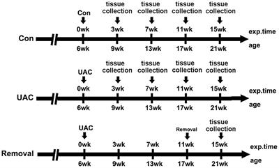 Excitatory Impact of Dental Occlusion on Dorsal Motor Nucleus of Vagus